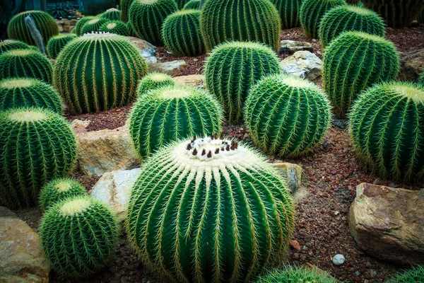 Close Texture Detail Needle Cactus Succulent — Stock Photo, Image