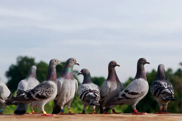Group Speed Racing Pigeon Standing Roof — Stock Photo, Image