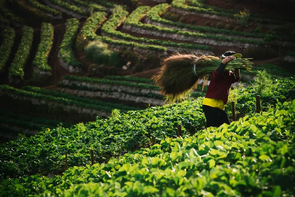 Tayland Kuzeyinde Çilek Çiftliğinde Çalışan Köylü — Stok fotoğraf