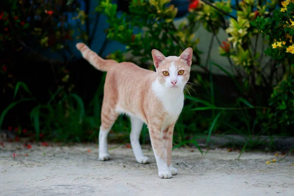 Full Body Thai Domestic Cat Standing Outdoor — Stock Photo, Image