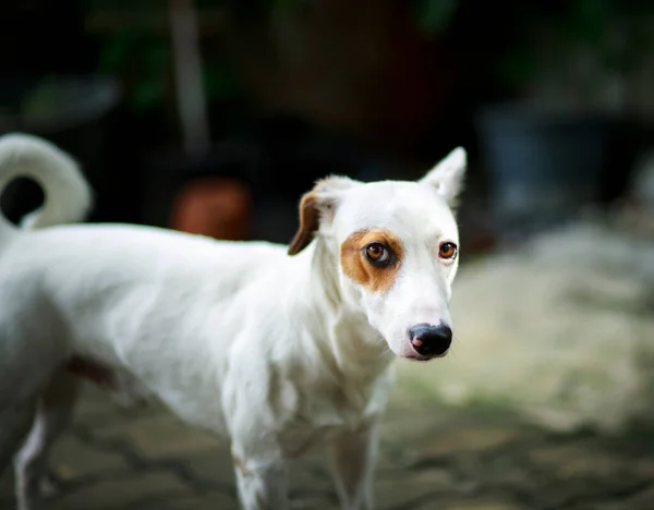 国内の犬はカメラと接触し — ストック写真