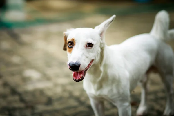 Perro Doméstico Mirando Con Contacto Cámara — Foto de Stock