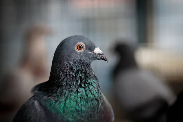 自宅のロフトの鳩の肖像画 — ストック写真