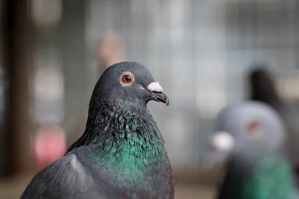 自宅のロフトの鳩の肖像画 — ストック写真