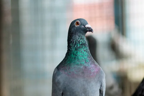 Portrait Homing Pigeon Home Loft — Stock Photo, Image