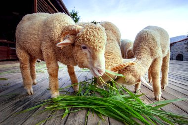 Kırsal kesimde merino koyunu ruzi otları yiyor.