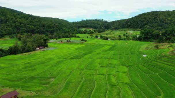 Воздушный Вид Рисового Поля Doi Inthanon Чианг Май Севернее Таиланда — стоковое видео