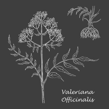 Beyaz Tebeşir Eli Köklü ValerianName