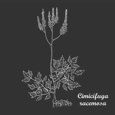 Beyaz Tebeşir El Actaea Racemosa 'nın Çalılığını Çekti