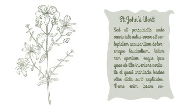 St Johns otunun renkli Bush 'uyla bayrak