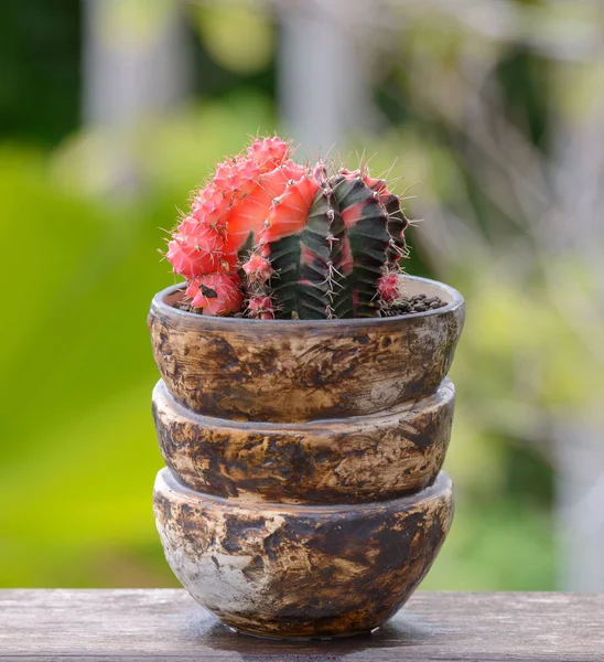 Lophophora Williamsii Cactus Vetplanten Boom Decoratieve Bloempot Houten Tafelblad Achtergrond — Stockfoto