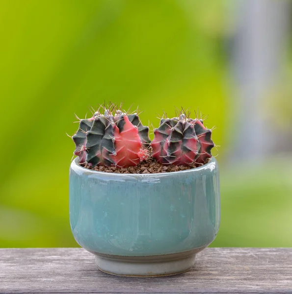 Cserépben Williamsii Kaktusz Pozsgás Növények Dekoratív Virágtartó Asztali Háttér — Stock Fotó
