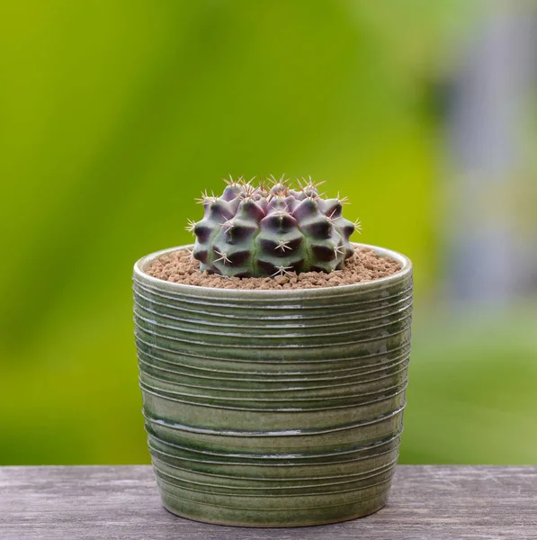 Lophophora Williamsii Cactus Succulents Tree Decorative Flowerpot Wood Table Top — Stock Photo, Image