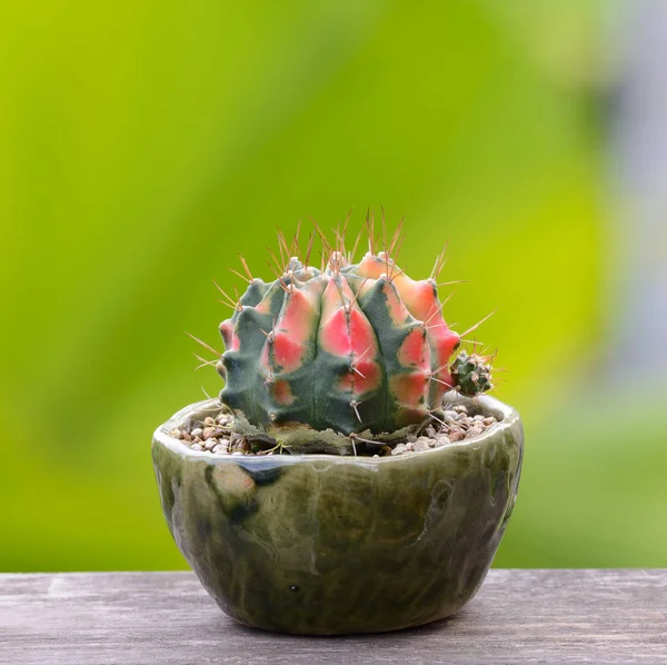 Lophophora Williamsii Kaktus Oder Sukkulenten Baum Dekorativ Blumentopf Auf Holz — Stockfoto