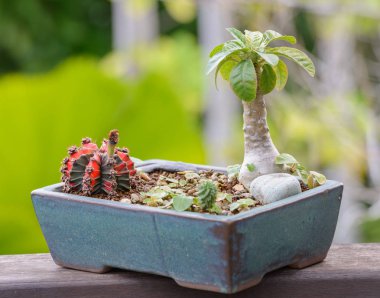 Lophophora williamsii, kaktüs veya succulents dekoratif ahşap masa üstü arka plan üzerinde saksının içinde ağaç