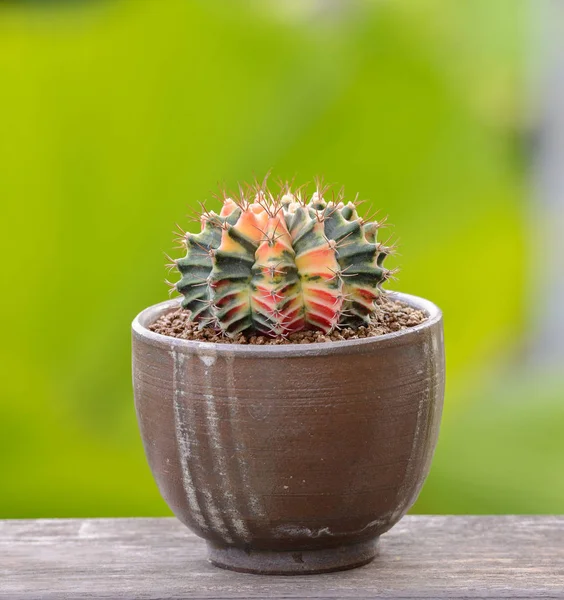 Lophophora Williamsii Kaktus Oder Sukkulenten Baum Dekorativ Blumentopf Auf Holz — Stockfoto