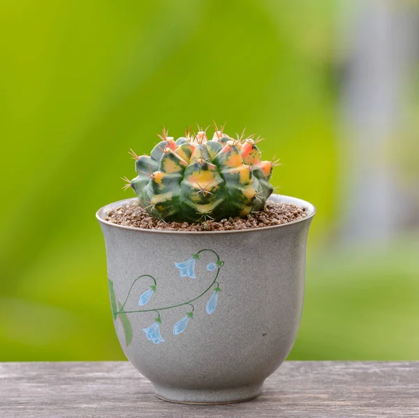 Lophophora Williamsii Cactus Succulents Tree Decorativo Vaso Flores Sobre Mesa — Fotografia de Stock