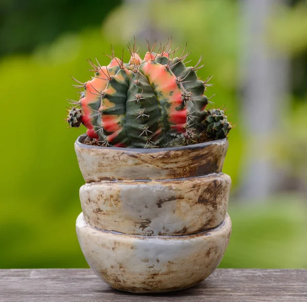 Lophophora Williamsii Kaktus Oder Sukkulenten Baum Dekorativ Blumentopf Auf Holz — Stockfoto