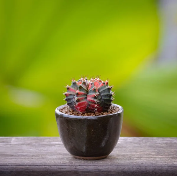 Cserépben Williamsii Kaktusz Pozsgás Növények Dekoratív Virágtartó Asztali Háttér — Stock Fotó