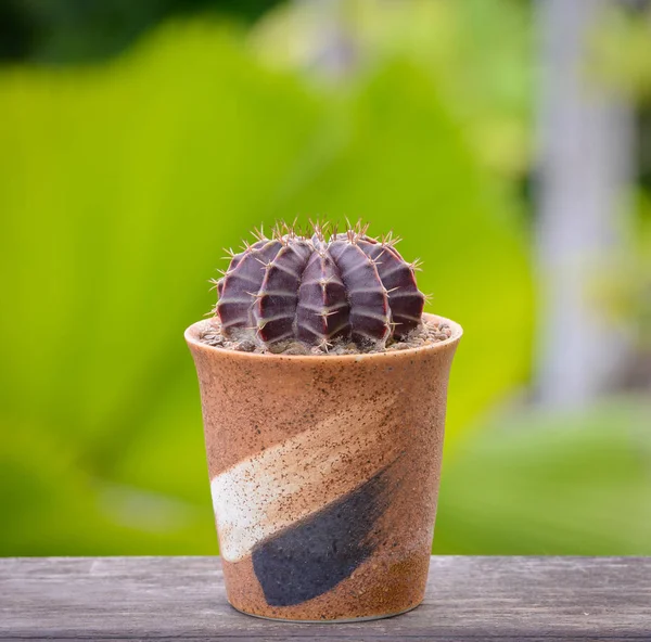 Lophophora Williamsii Cactus Succulents Tree Decorativo Vaso Flores Sobre Mesa — Fotografia de Stock