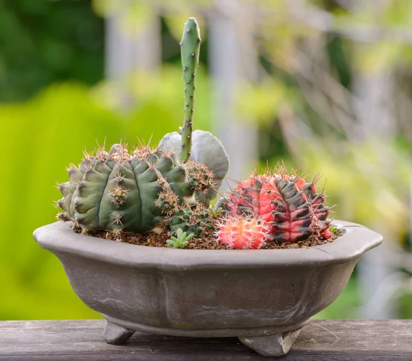 Lophophora Williamsii 선인장 Succulents 테이블 상단과 배경에 화분에 — 스톡 사진