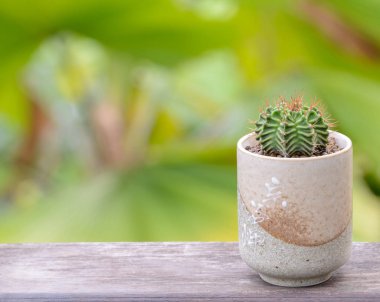 Lophophora williamsii, Kaktüs veya sulu ağaç süslemesi ahşap çizgili arka planda saksıda.