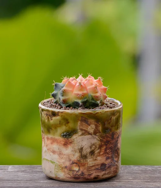 Lophophora Williamsii Kaktus Oder Sukkulentenbaum Dekorativ Blumentopf Auf Holzgestreiftem Hintergrund — Stockfoto