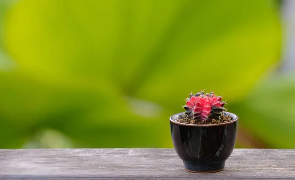 Lophophora Williamsii Cactus Succulents Tree Decorative Flowerpot Wood Striped Background — стокове фото