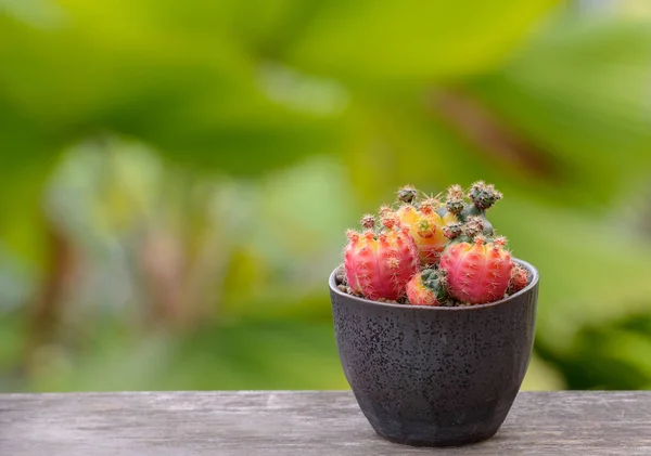 Lophophora Williamsii Kaktusz Vagy Zamatos Díszítő Virágcserép Csíkos Háttér — Stock Fotó