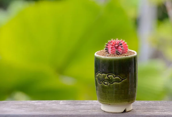 Lophophora Williamsii Cactus Succulents Tree Decorativo Vaso Flores Sobre Fundo — Fotografia de Stock