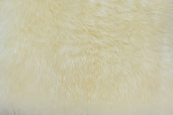 Getextureerd Van Echte Witte Crème Wol Schapen — Stockfoto