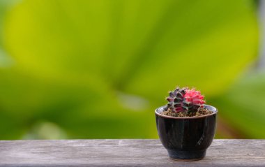 Lophophora williamsii, Kaktüs veya sulu ağaç süslemesi ahşap çizgili arka planda saksıda.