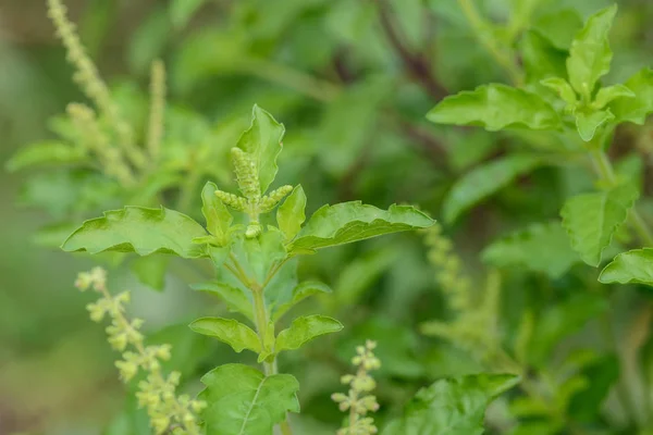 Holy basil in the garden, Thai basil(Ocimum tenuiflorum),spicy h — Stock Photo, Image