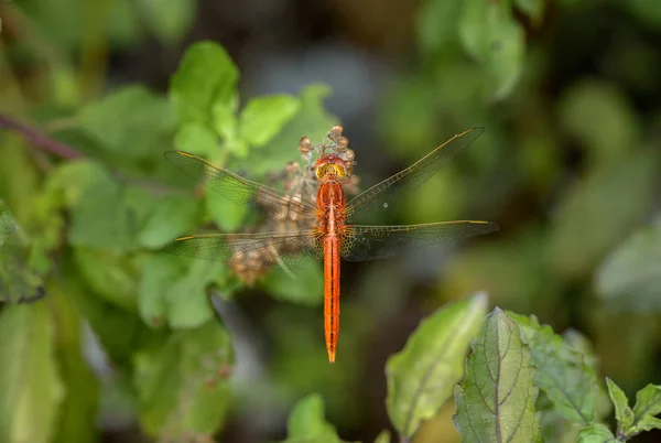 Gros plan libellule rouge sur le basilic sacré dans un backgroun naturel — Photo