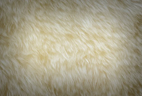 Fondo y textura de lana crema blanca real oveja — Foto de Stock