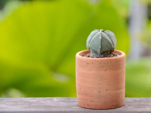 Lophophora 윌리엄 sii, 선인장 또는 다 육 식물 나무에 화분에 — 스톡 사진