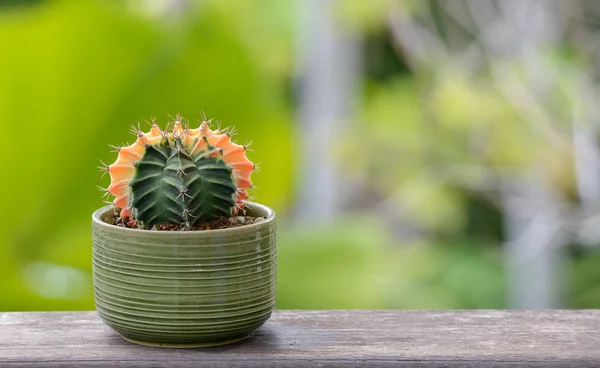 Lophophora williamsii, Cactus vagy succulents fa virágcserép — Stock Fotó