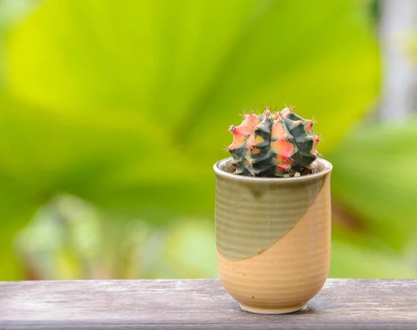 Lophophora williamsii, Cactus vagy succulents fa virágcserép — Stock Fotó