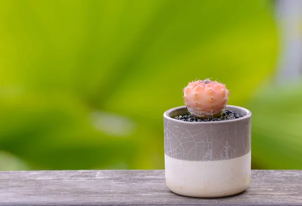 Lophophora williamsii, cacto ou árvore suculenta em vaso de plantas em — Fotografia de Stock