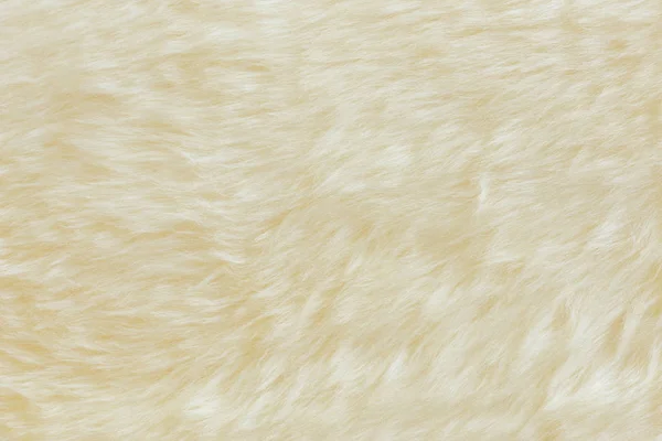 background and textured of real white cream wool sheep