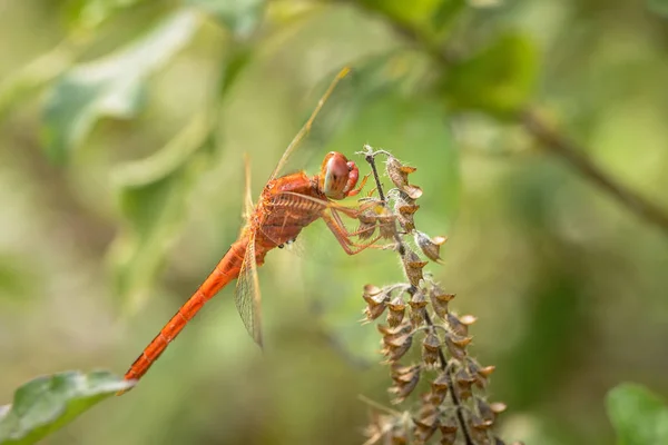 Gros plan libellule rouge sur le basilic sacré dans un backgroun naturel — Photo