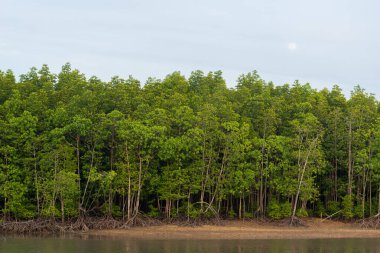 mangrov orman Phuket