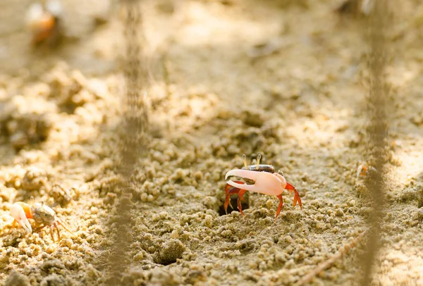 Uca vocans, Fiddler Crab a piedi nella foresta di mangrovie a Phuket essere — Foto Stock