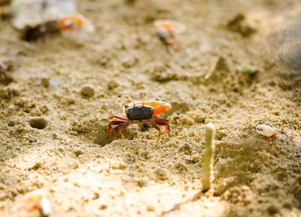 Uca vocans, Fiddler Crabe marchant dans la forêt de mangroves à Phuket be — Photo