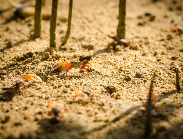 Uca vocans, Fiddler Crab a piedi nella foresta di mangrovie a Phuket essere — Foto Stock