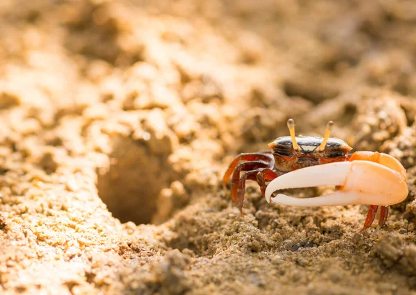 Uca vocans, Fiddler Crab a piedi nella foresta di mangrovie a Phuket essere — Foto Stock