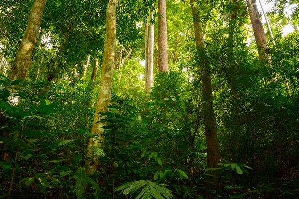 丛林森林与热带树 — 图库照片
