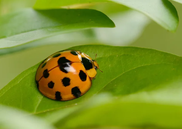 Mariquita amarilla sobre un fondo de hoja verde en la naturaleza en Tailandia , — Foto de Stock