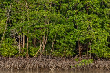 mangrov orman Phuket
