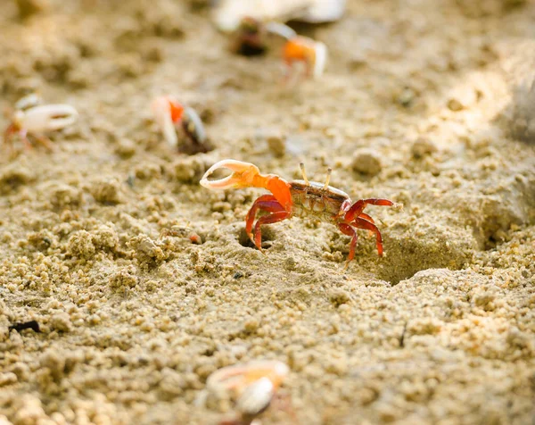 Uca vocans, Fiddler Crab a piedi nella foresta di mangrovie a Phuket essere — Foto Stock